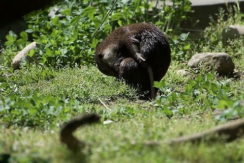 Grooming Otter Asian Small Clawed Otter at the National Zoo Aonyx cinerea,Geotagged,Oriental small-clawed otter,Spring,United States