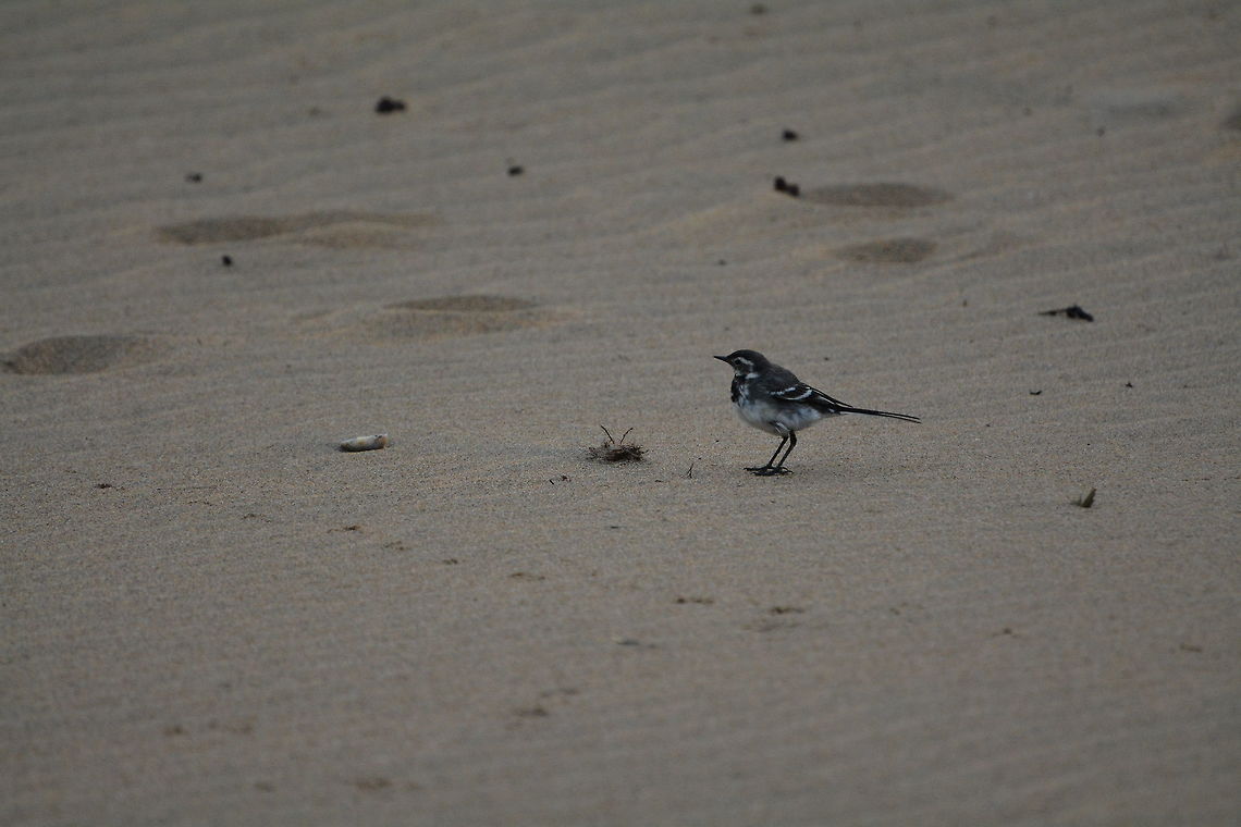 bird  Geotagged,Ireland,Motacilla alba,Summer,White wagtail