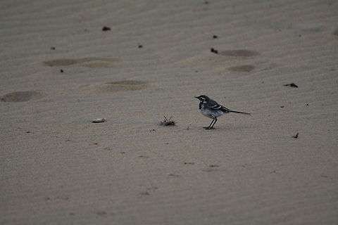 bird  Geotagged,Ireland,Motacilla alba,Summer,White wagtail