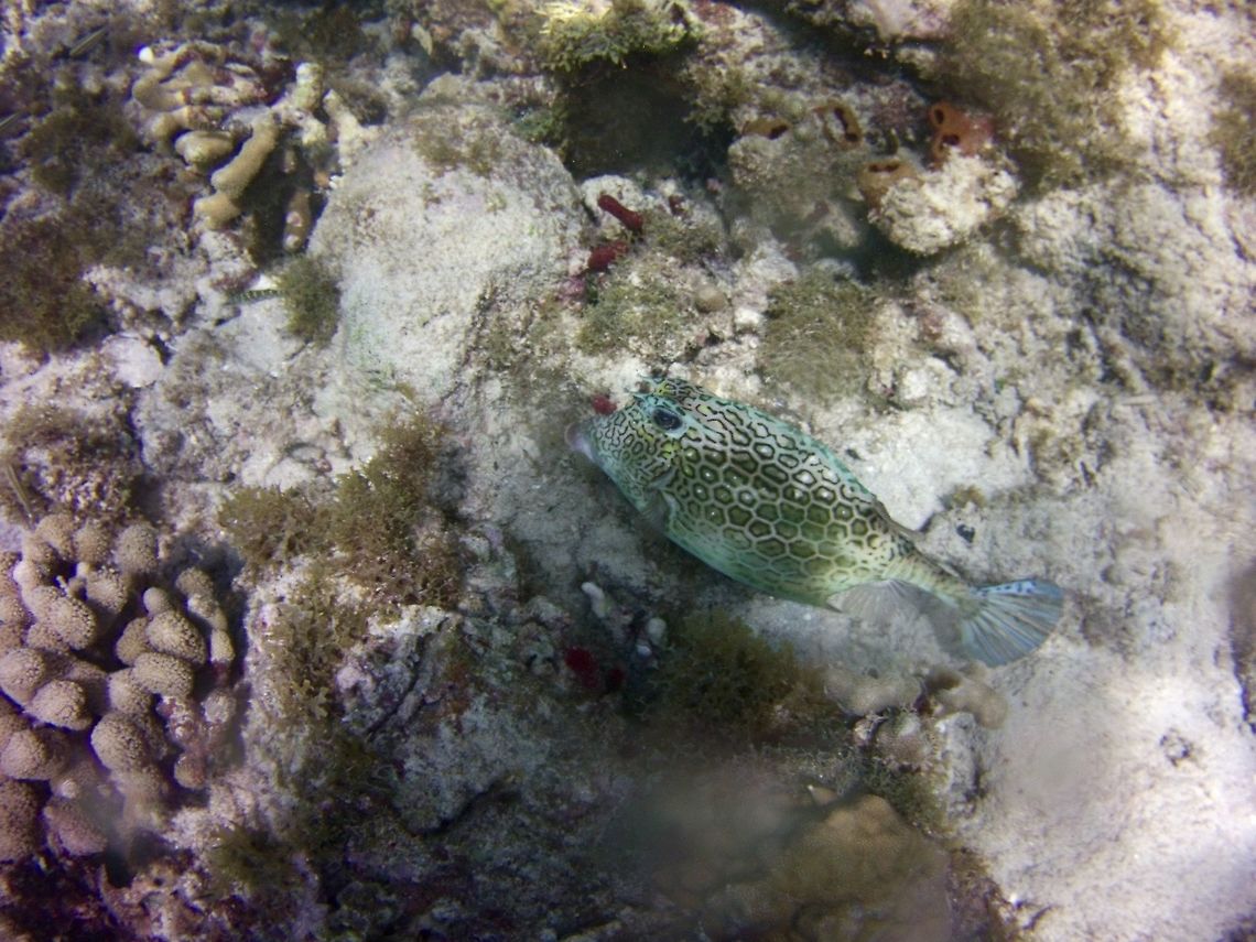 Honeycomb Cowfish Taken in the waters off Mustique  Acanthostracion polygonius,Geotagged,Honeycomb cowfish,St Vincent and the Grenadines,Summer