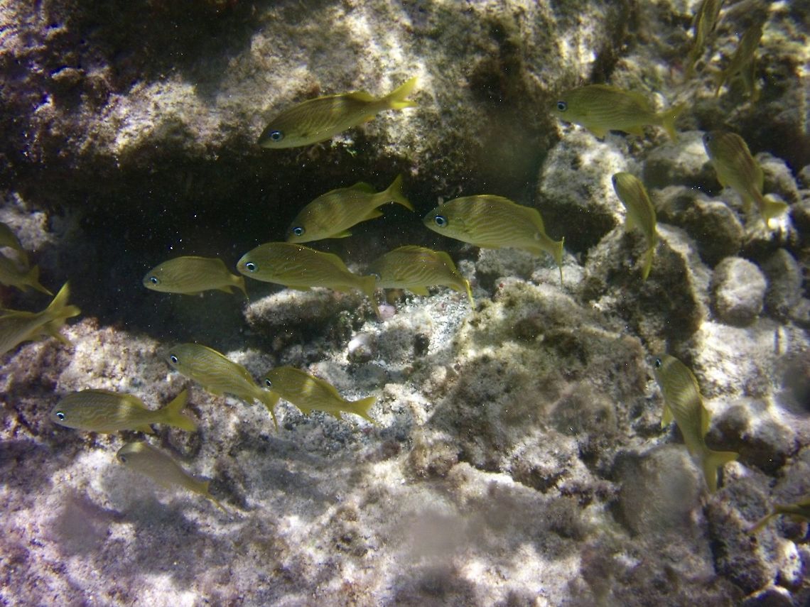 French Grunt  French grunt,Geotagged,Haemulon flavolineatum,St Vincent and the Grenadines,Summer