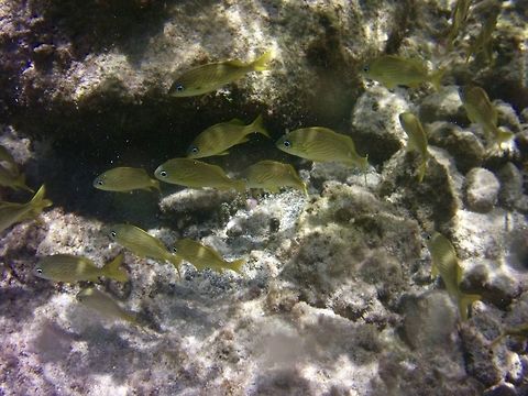 French Grunt  French grunt,Geotagged,Haemulon flavolineatum,St Vincent and the Grenadines,Summer