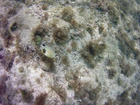 Trunkfish  Geotagged,Lactophrys triqueter,Smooth trunkfish,St Vincent and the Grenadines,Summer