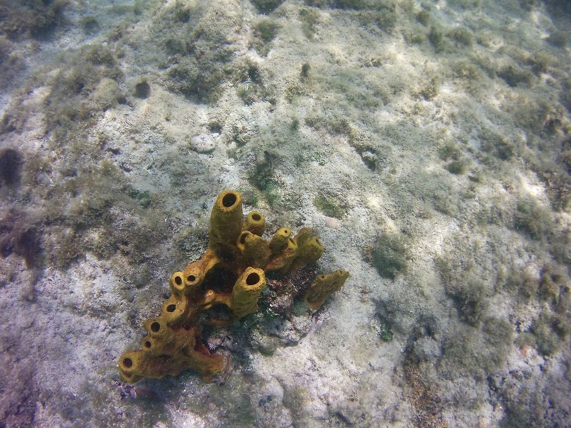 Tube Sponge  Aplysina fistularis,Geotagged,St Vincent and the Grenadines,Summer,Yellow Tube Sponge