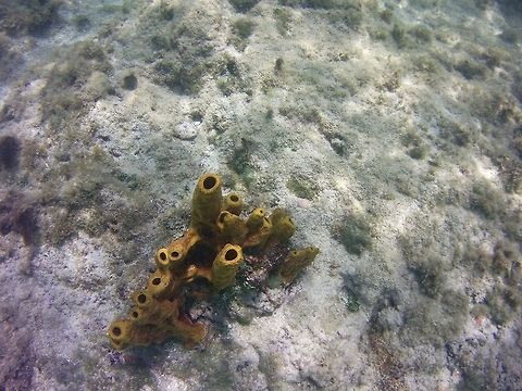 Tube Sponge  Aplysina fistularis,Geotagged,St Vincent and the Grenadines,Summer,Yellow Tube Sponge
