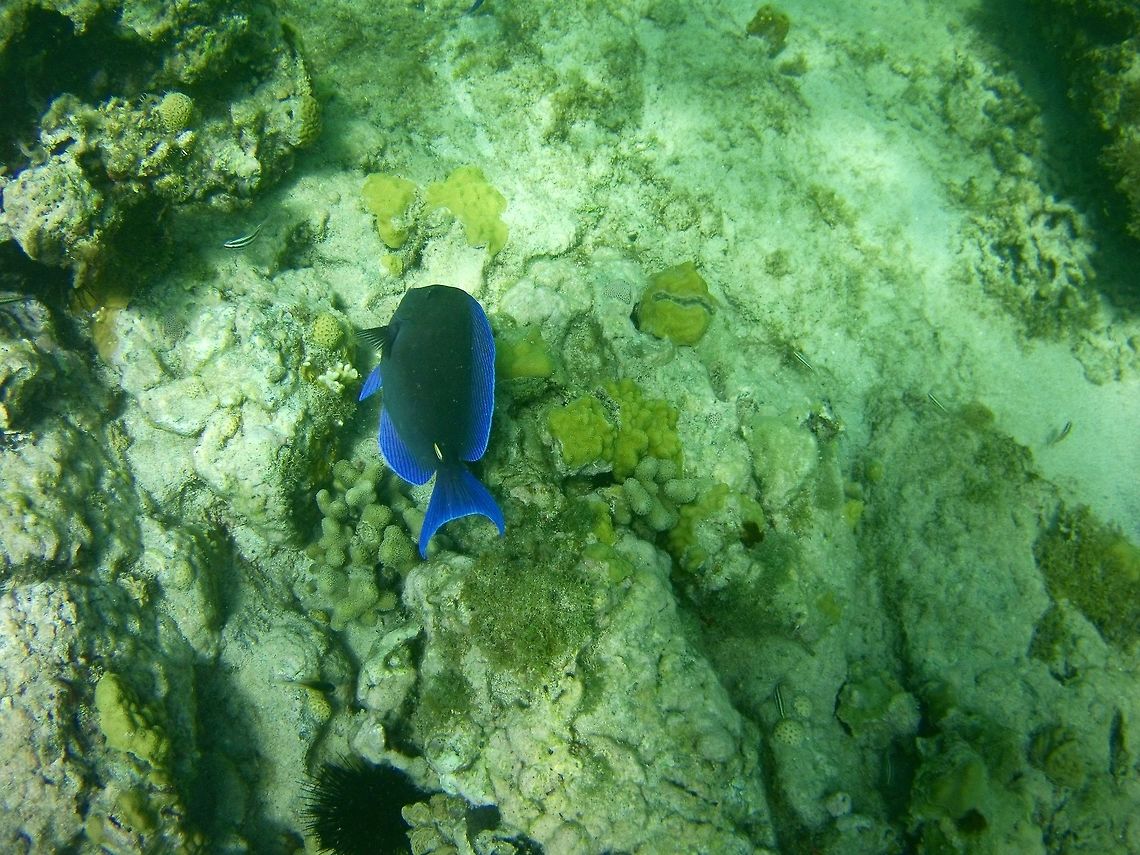 Surgeonfish  Acanthurus coeruleus,Geotagged,St Vincent and the Grenadines,Summer