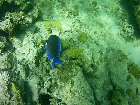 Surgeonfish  Acanthurus coeruleus,Geotagged,St Vincent and the Grenadines,Summer