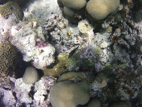 Caribbean sharp-nose puffer