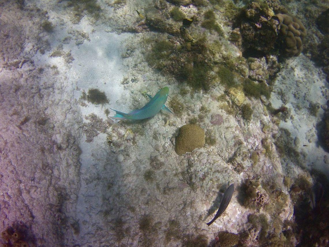 parrotfish  Geotagged,Sparisoma viride,St Vincent and the Grenadines,Stoplight parrotfish,Summer