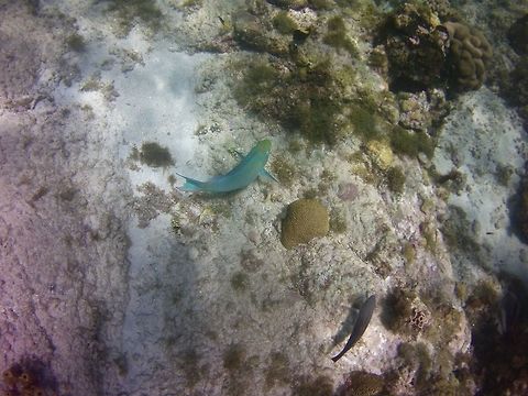 parrotfish  Geotagged,Sparisoma viride,St Vincent and the Grenadines,Stoplight parrotfish,Summer