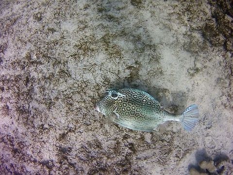 Cowfish  Acanthostracion polygonius,Geotagged,Honeycomb cowfish,St Vincent and the Grenadines,Summer