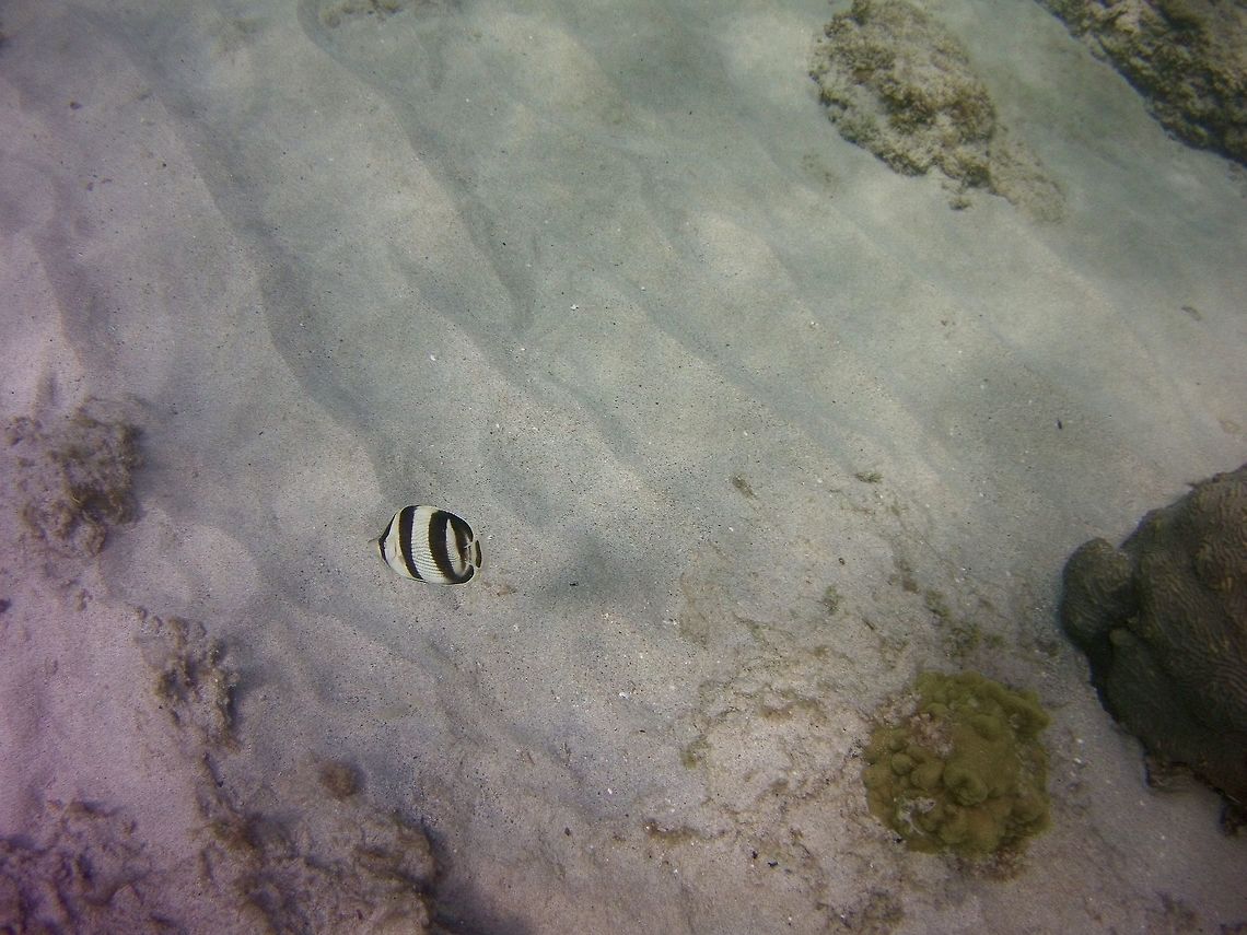 butterflyfish  Banded butterflyfish,Chaetodon striatus,Geotagged,St Vincent and the Grenadines,Summer