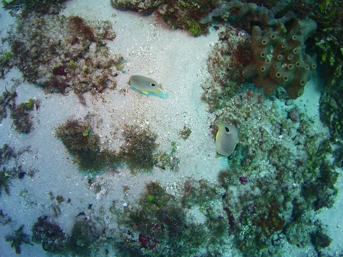 Four-eye butterflyfish  Chaetodon capistratus,Four-eyed Butterflyfish,Geotagged,St Vincent and the Grenadines,Summer