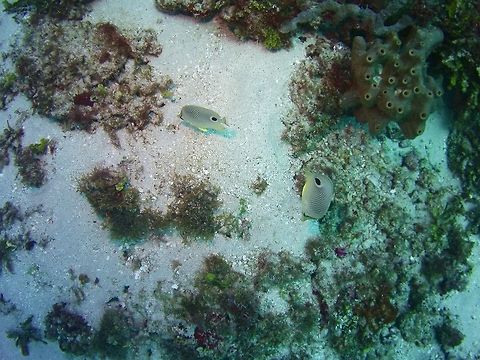 Four-eye butterflyfish  Chaetodon capistratus,Four-eyed Butterflyfish,Geotagged,St Vincent and the Grenadines,Summer