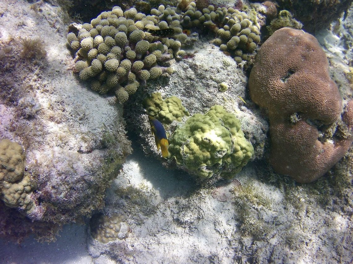 Reef fish The species might be off so please comment if you know<br />
 Bodianus paraleucosticticus,Bodianus rufus,Bodianus sp.,Geotagged,Spanish hogfish,St Vincent and the Grenadines,Summer