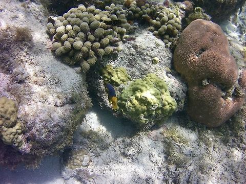 Reef fish The species might be off so please comment if you know
 Bodianus paraleucosticticus,Bodianus rufus,Bodianus sp.,Geotagged,Spanish hogfish,St Vincent and the Grenadines,Summer