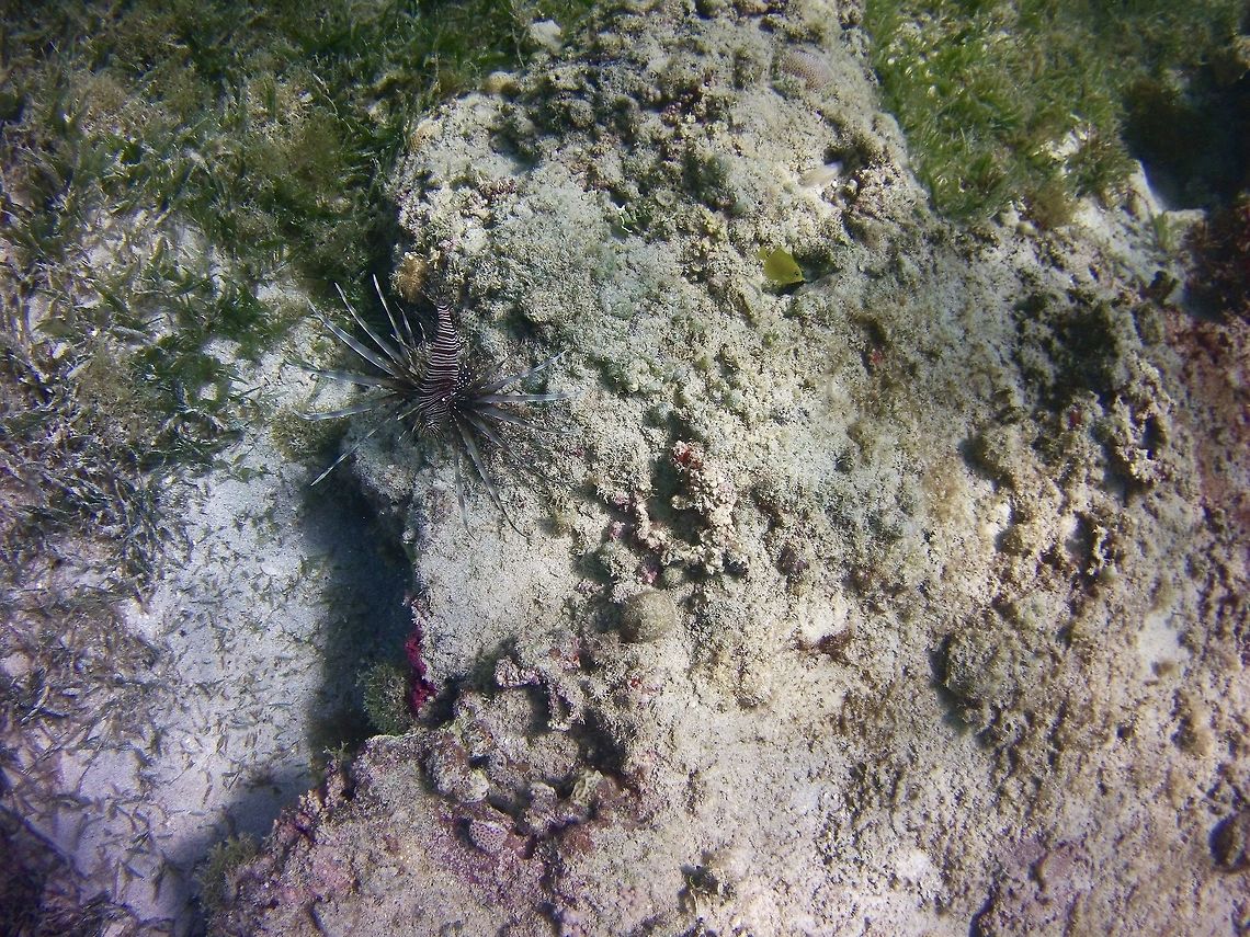Lionfish  Geotagged,Pterois volitans,Red lionfish,St Vincent and the Grenadines,Summer