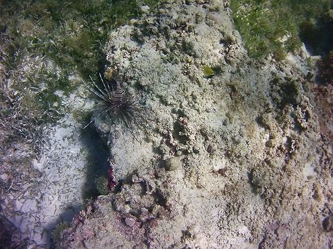 Lionfish  Geotagged,Pterois volitans,Red lionfish,St Vincent and the Grenadines,Summer