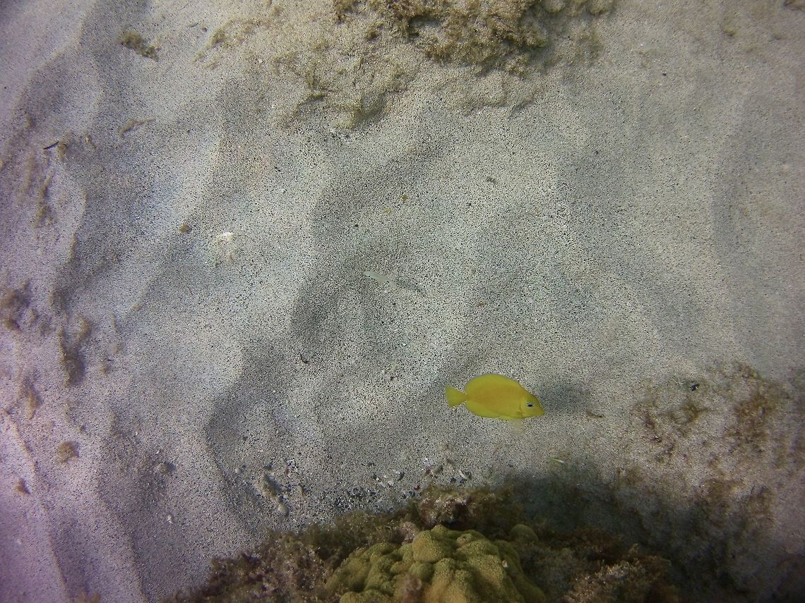Juvenile Blue tang <br />
 Acanthurus coeruleus,Yellow Tang,Zebrasoma flavescens