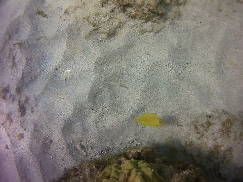 Juvenile Blue tang 
 Acanthurus coeruleus,Yellow Tang,Zebrasoma flavescens