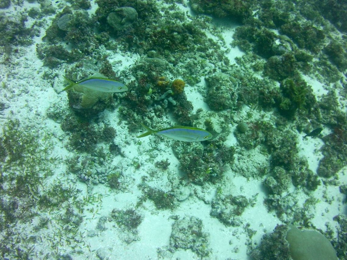 Snapper  Carangoides bartholomaei,Ocyurus chrysurus,Yellowtail snapper,yellow jack