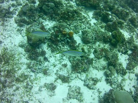 Snapper Carangoides bartholomaei,Ocyurus chrysurus,Yellowtail snapper,yellow jack