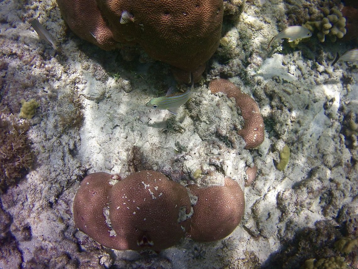 Smallmouth grunt  Haemulon chrysargyreum