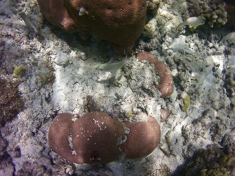 Smallmouth grunt  Haemulon chrysargyreum