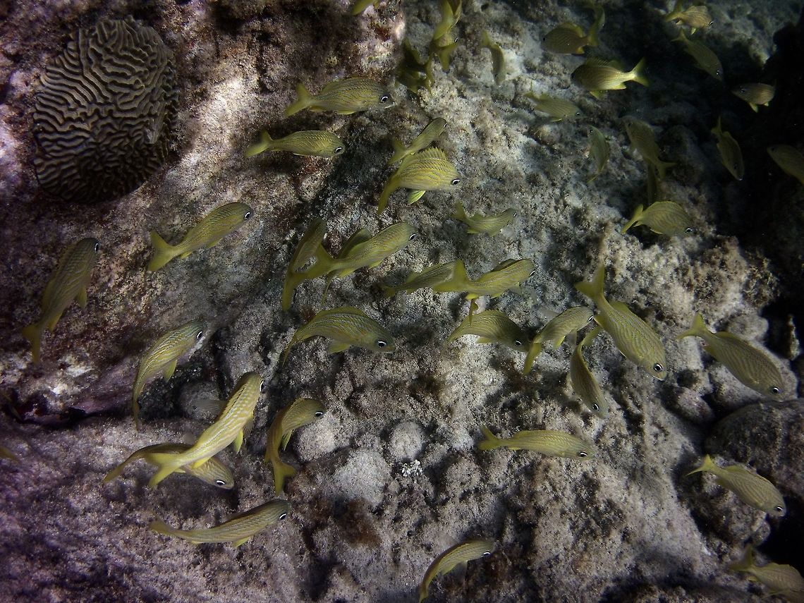 grunt  French grunt,Geotagged,Haemulon flavolineatum,St Vincent and the Grenadines,Summer