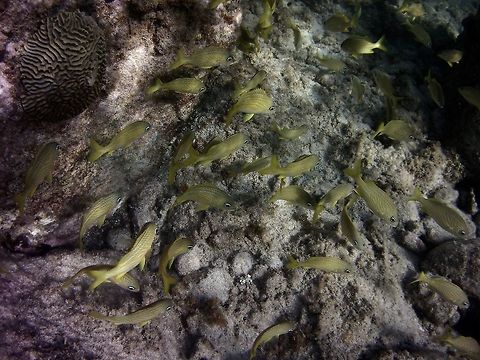 grunt  French grunt,Geotagged,Haemulon flavolineatum,St Vincent and the Grenadines,Summer