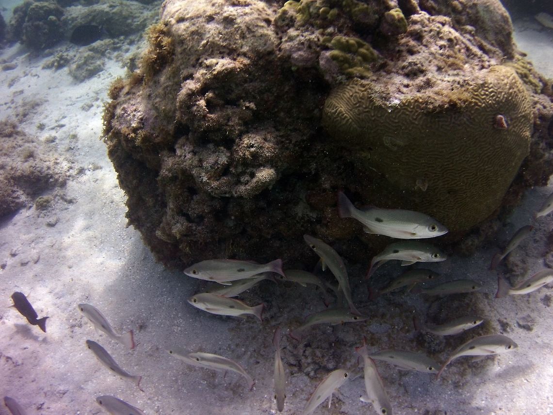 Snapper  Geotagged,Lane snapper,Lutjanus synagris,St Vincent and the Grenadines,Summer