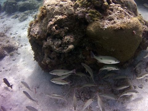 Snapper  Geotagged,Lane snapper,Lutjanus synagris,St Vincent and the Grenadines,Summer