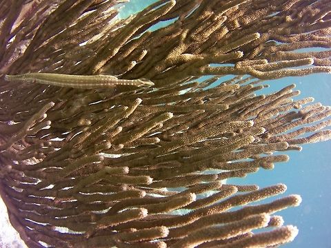 Trumpetfish  Aulostomus maculatus,Geotagged,St Vincent and the Grenadines,Summer,Trumpetfish