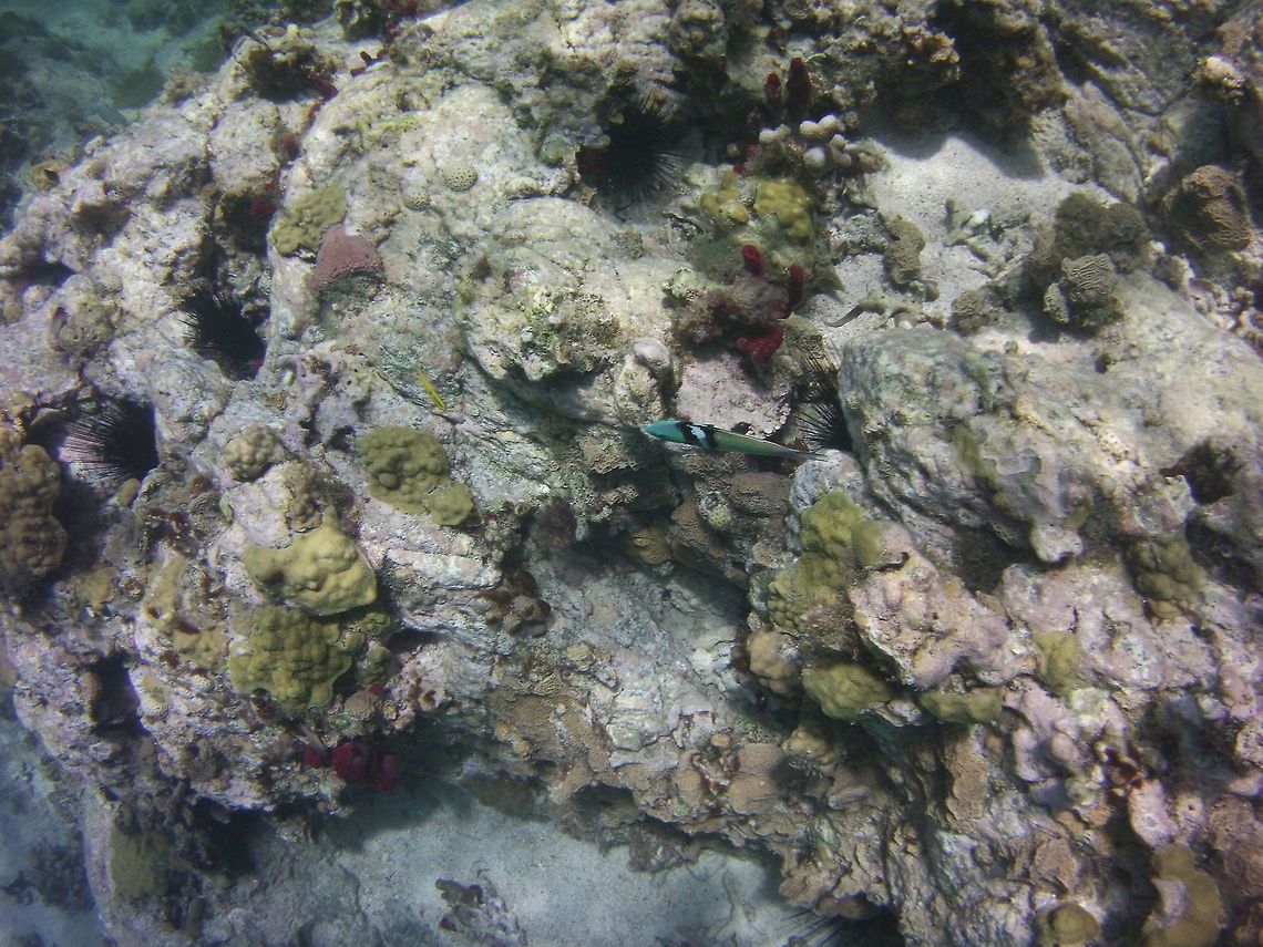 bluehead wrasse'  Bluehead wrasse,Geotagged,St Vincent and the Grenadines,Summer,Thalassoma bifasciatum