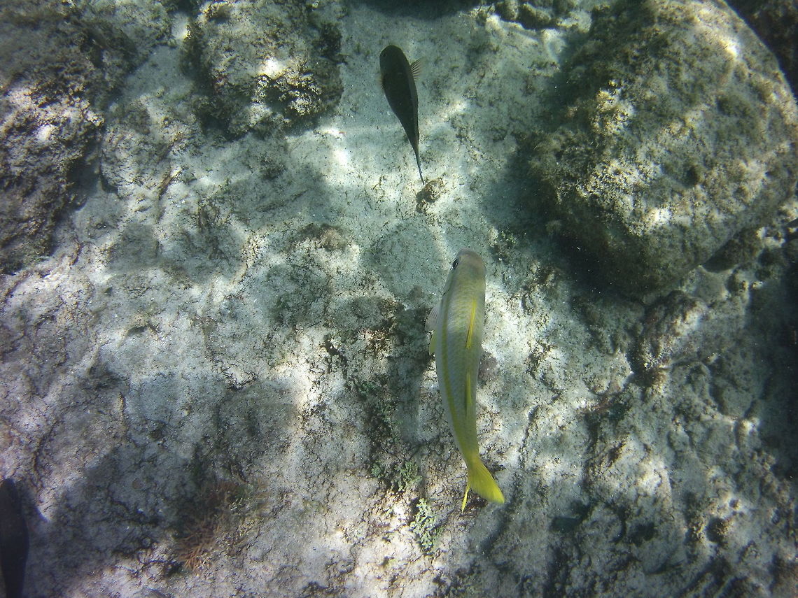 Goatfish  Geotagged,Mulloidichthys martinicus,St Vincent and the Grenadines,Summer,Yellow goatfish