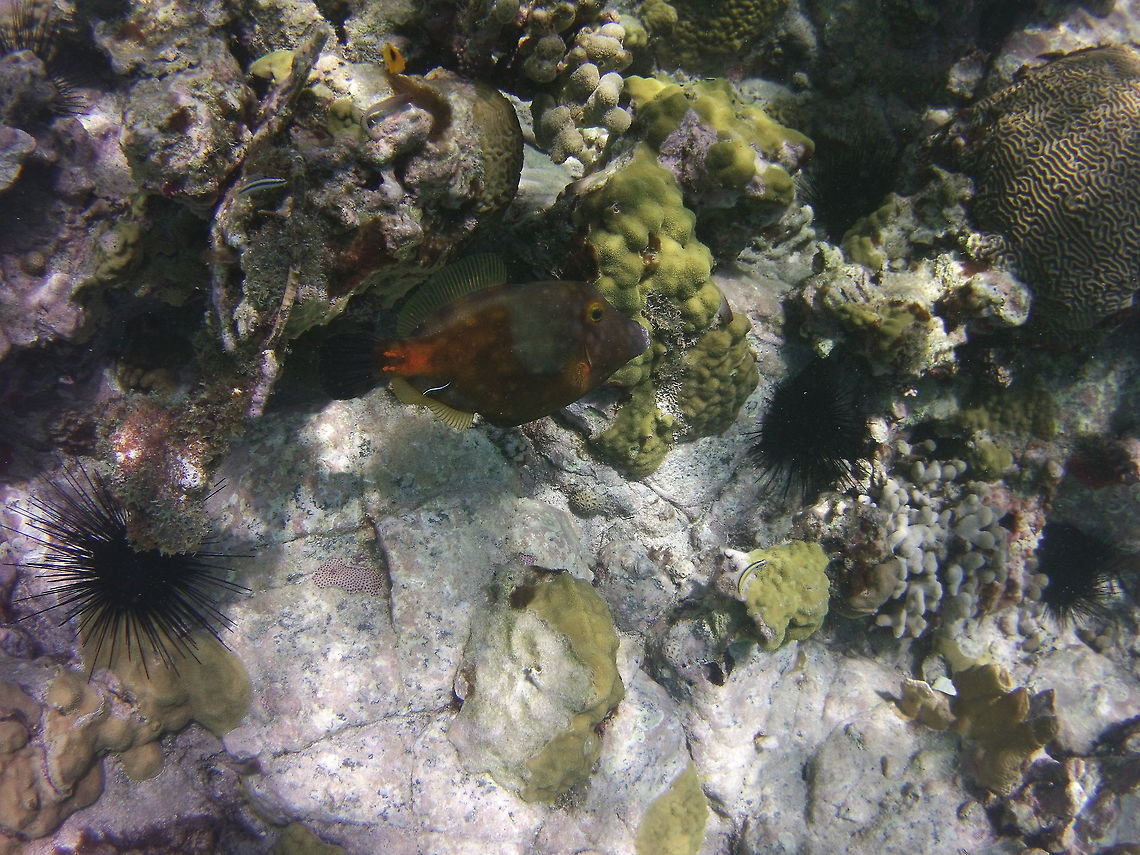 Filefish This whitespotted filefish stopped at a cleaning station when a sharknose goby went to work Cantherhines macrocerus,Geotagged,St Vincent and the Grenadines,Summer,Whitespotted Filefish
