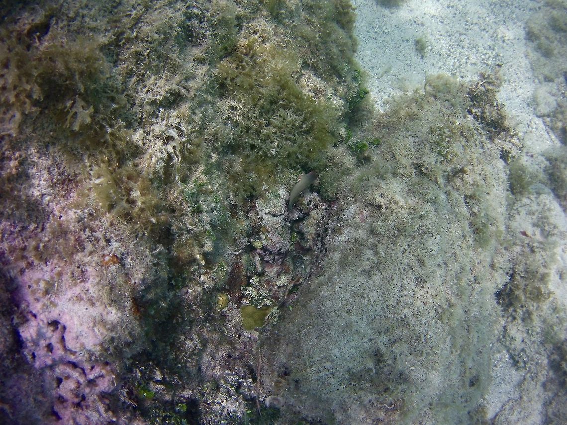 redlip blenny it camouflages well but if you look closely it is in the middle of the frame<br />
 Ophioblennius atlanticus