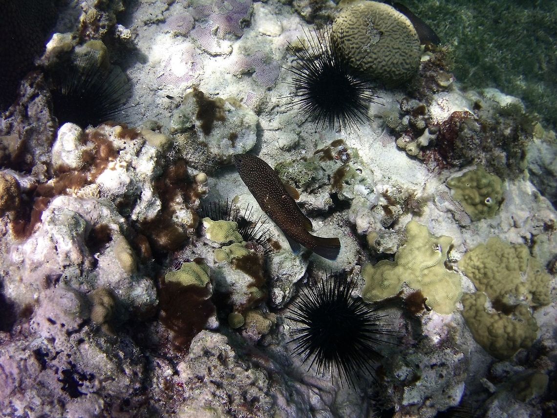 Grouper  Cephalopholis fulva,Geotagged,St Vincent and the Grenadines,Summer