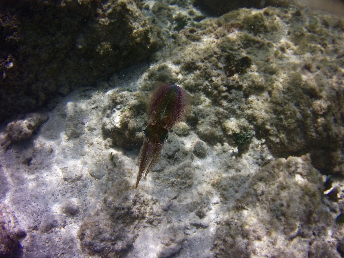 Caribbean reef squid  Caribbean reef squid,Geotagged,Sepioteuthis sepioidea,St Vincent and the Grenadines,Summer