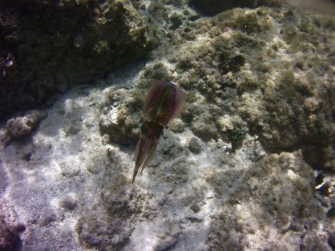 Caribbean reef squid  Caribbean reef squid,Geotagged,Sepioteuthis sepioidea,St Vincent and the Grenadines,Summer