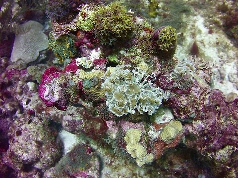 Feather duster  Bispira brunnea,Geotagged,St Vincent and the Grenadines,Summer