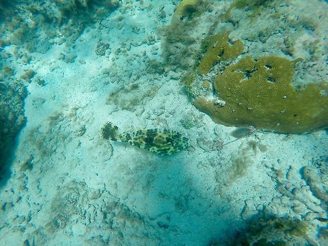 Scrawled Filefish  Aluterus scriptus,Geotagged,Scrawled filefish,St Vincent and the Grenadines,Summer