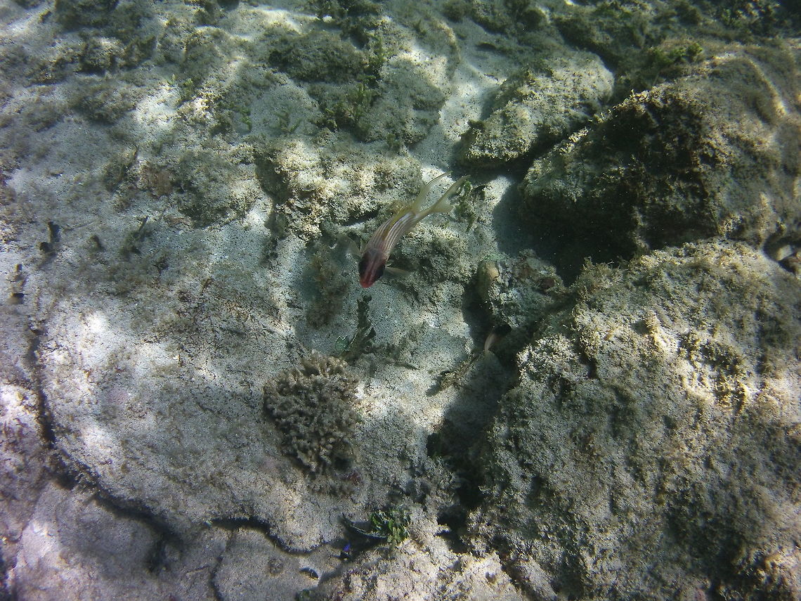 squirrelfish  Geotagged,Holocentrus rufus,St Vincent and the Grenadines,Summer