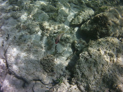 squirrelfish  Geotagged,Holocentrus rufus,St Vincent and the Grenadines,Summer