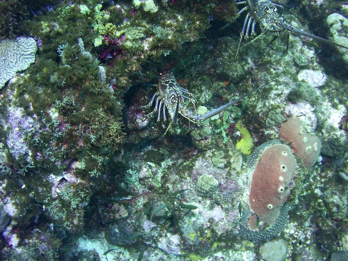 Lobster  Caribbean spiny lobster,Geotagged,Panulirus argus,St Vincent and the Grenadines,Summer