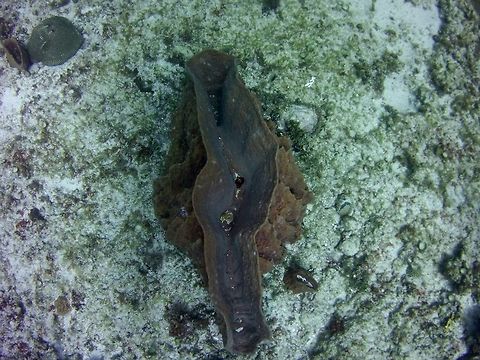 Barrel Sponge  Geotagged,Giant barrel sponge,St Vincent and the Grenadines,Summer,Xestospongia muta