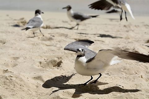 Laughing Gull  Geotagged,Laughing gull,Leucophaeus atricilla,St Vincent and the Grenadines,Summer