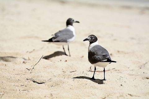 Gull  Geotagged,Laughing gull,Leucophaeus atricilla,St Vincent and the Grenadines,Summer
