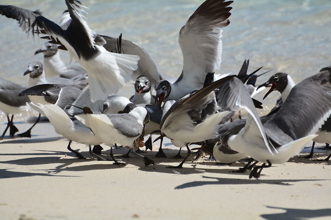 Feather fight A group of gulls fighting over food scraps  Geotagged,Laughing gull,Leucophaeus atricilla,St Vincent and the Grenadines,Summer