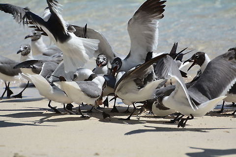 Feather fight A group of gulls fighting over food scraps  Geotagged,Laughing gull,Leucophaeus atricilla,St Vincent and the Grenadines,Summer